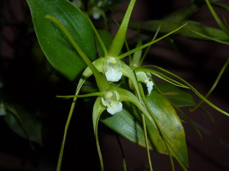 Image of the event 'Illawarra Native Orchid Society Spring Show'