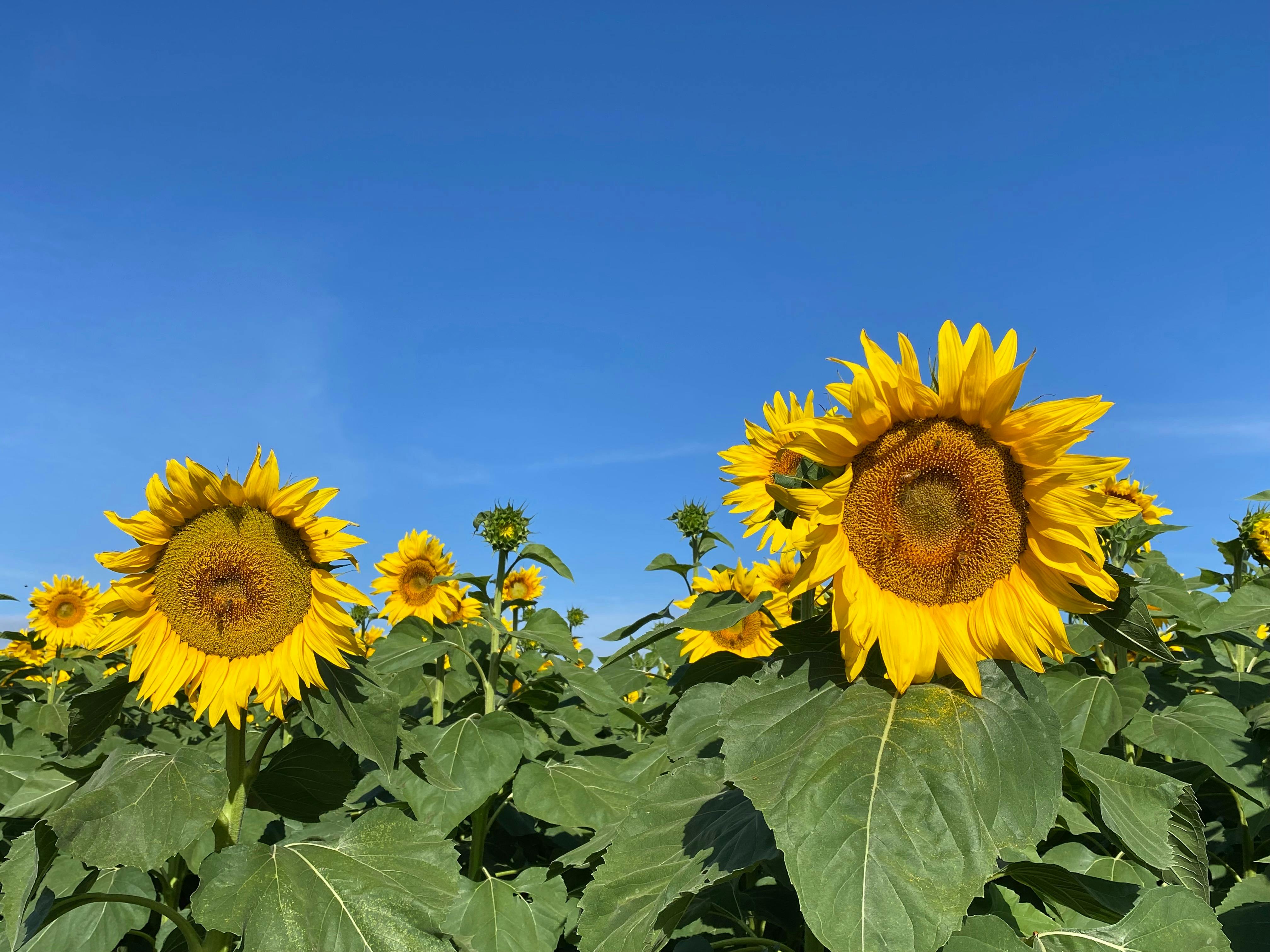 Sunflowers On Kents