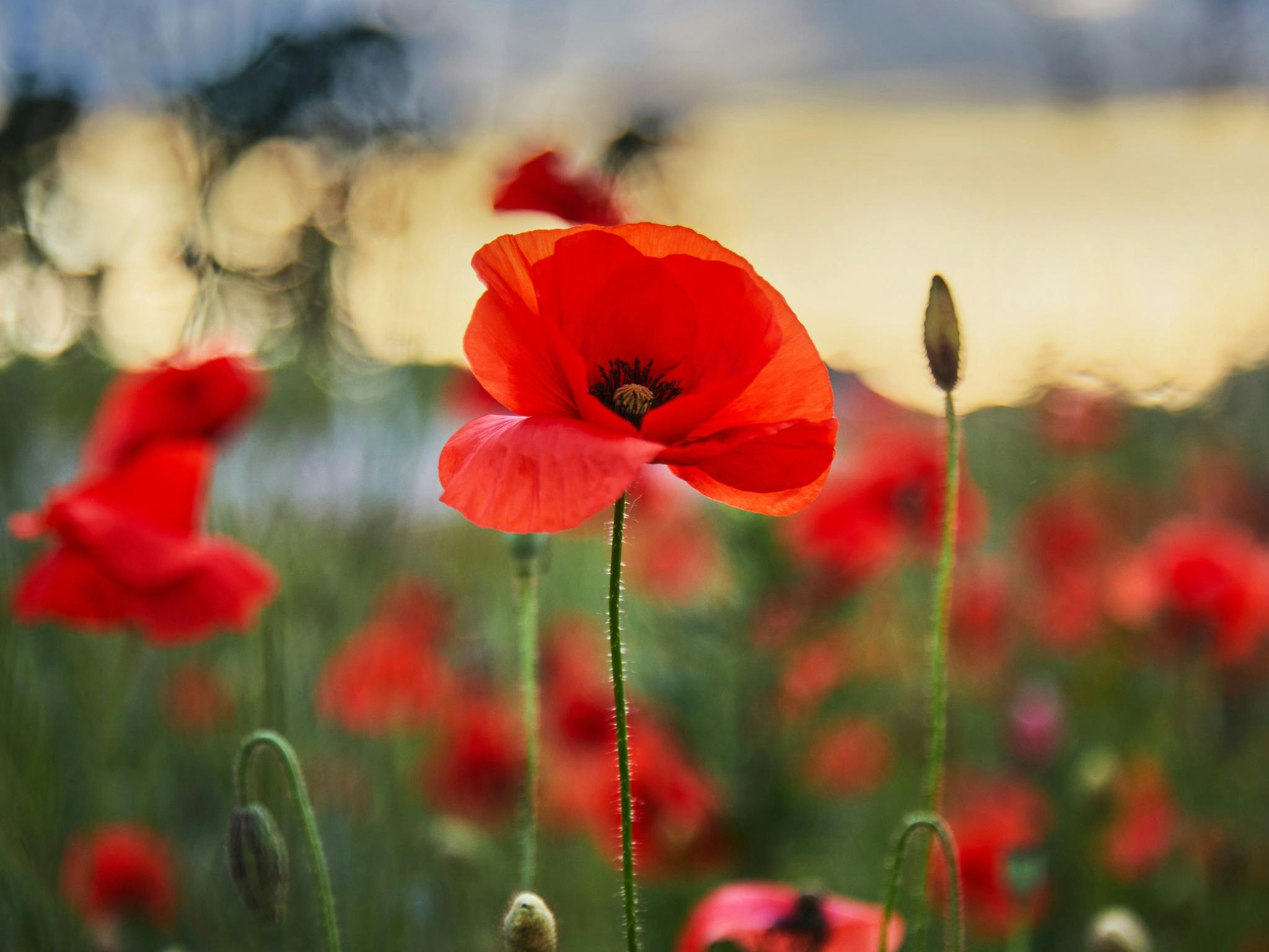 ANZAC Day at Brothers