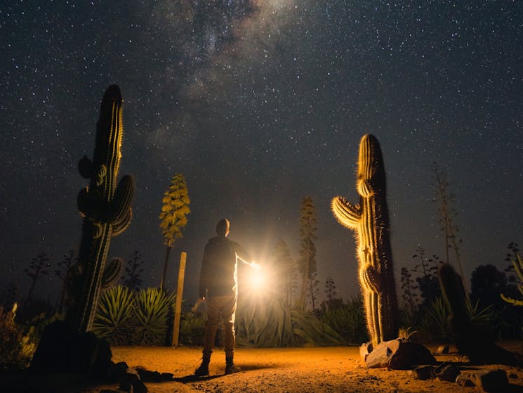 A man holding a lamp at Cactus Country looking up at the Milky Way Stars
