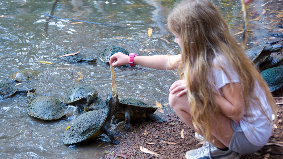 Visitors of all ages have fun feeding fish skins to the turtles in the billabong