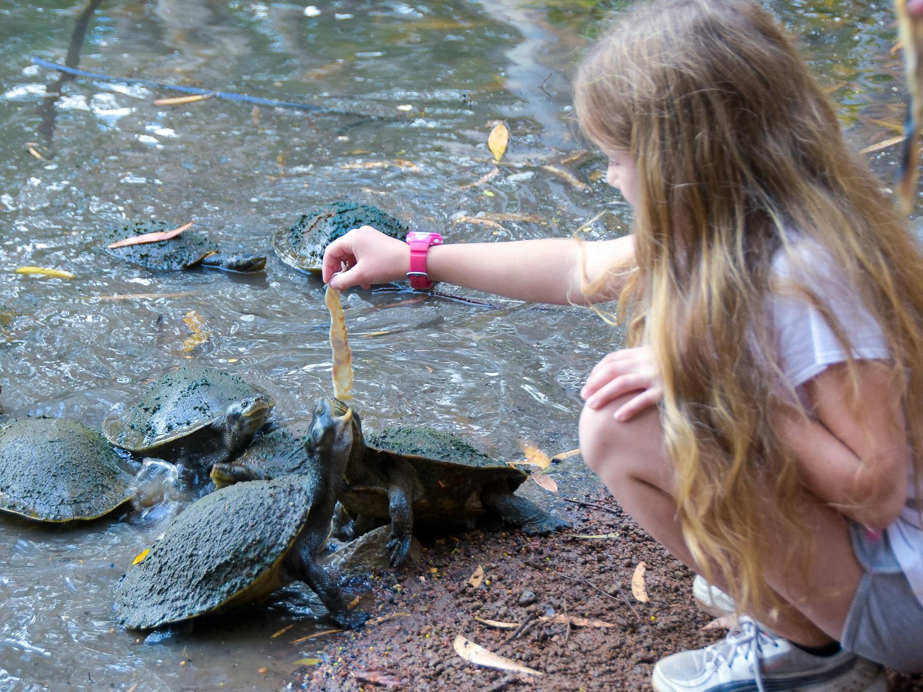 Visitors of all ages have fun feeding fish skins to the turtles in the billabong