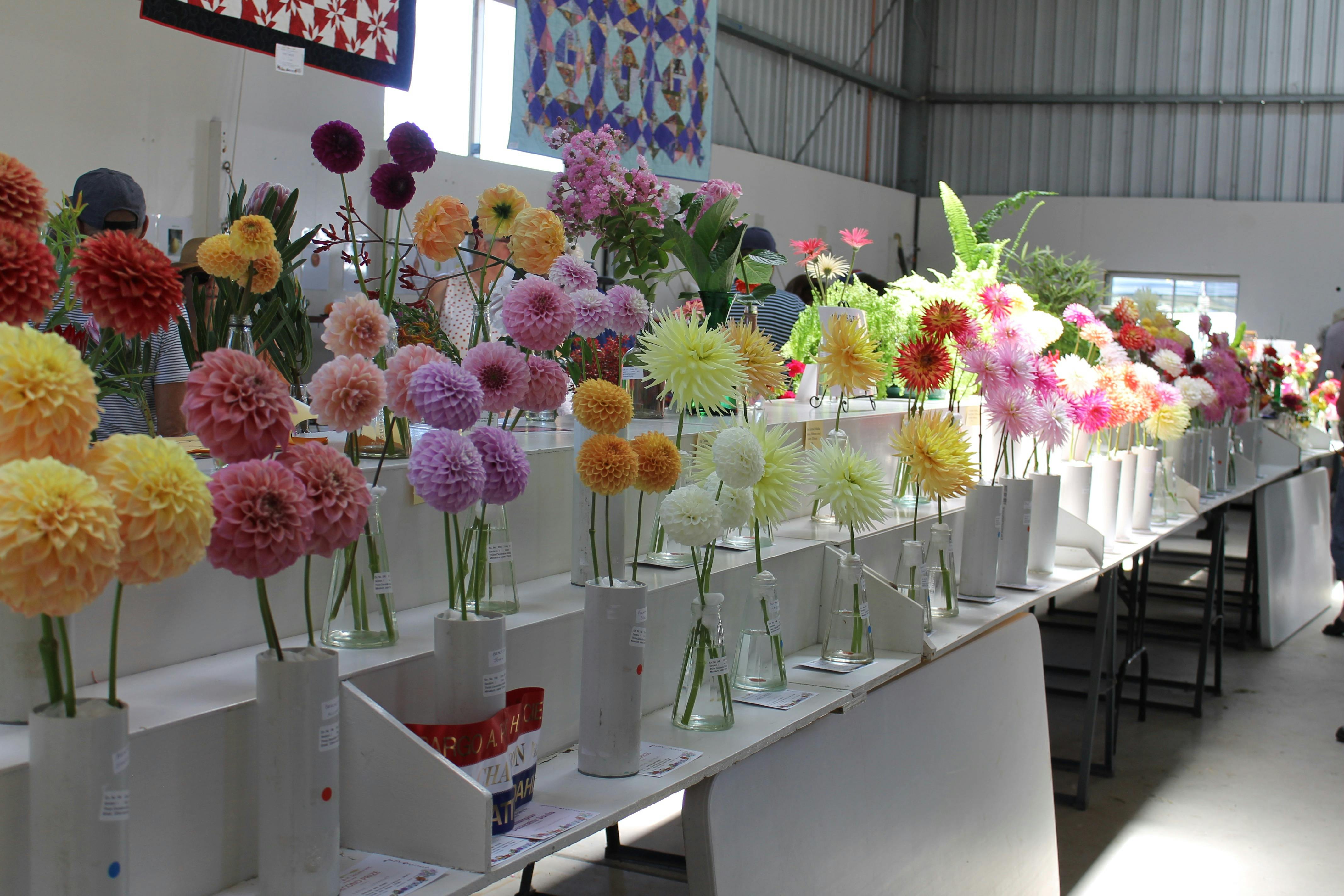 Dahlia Flowers in Pavillion