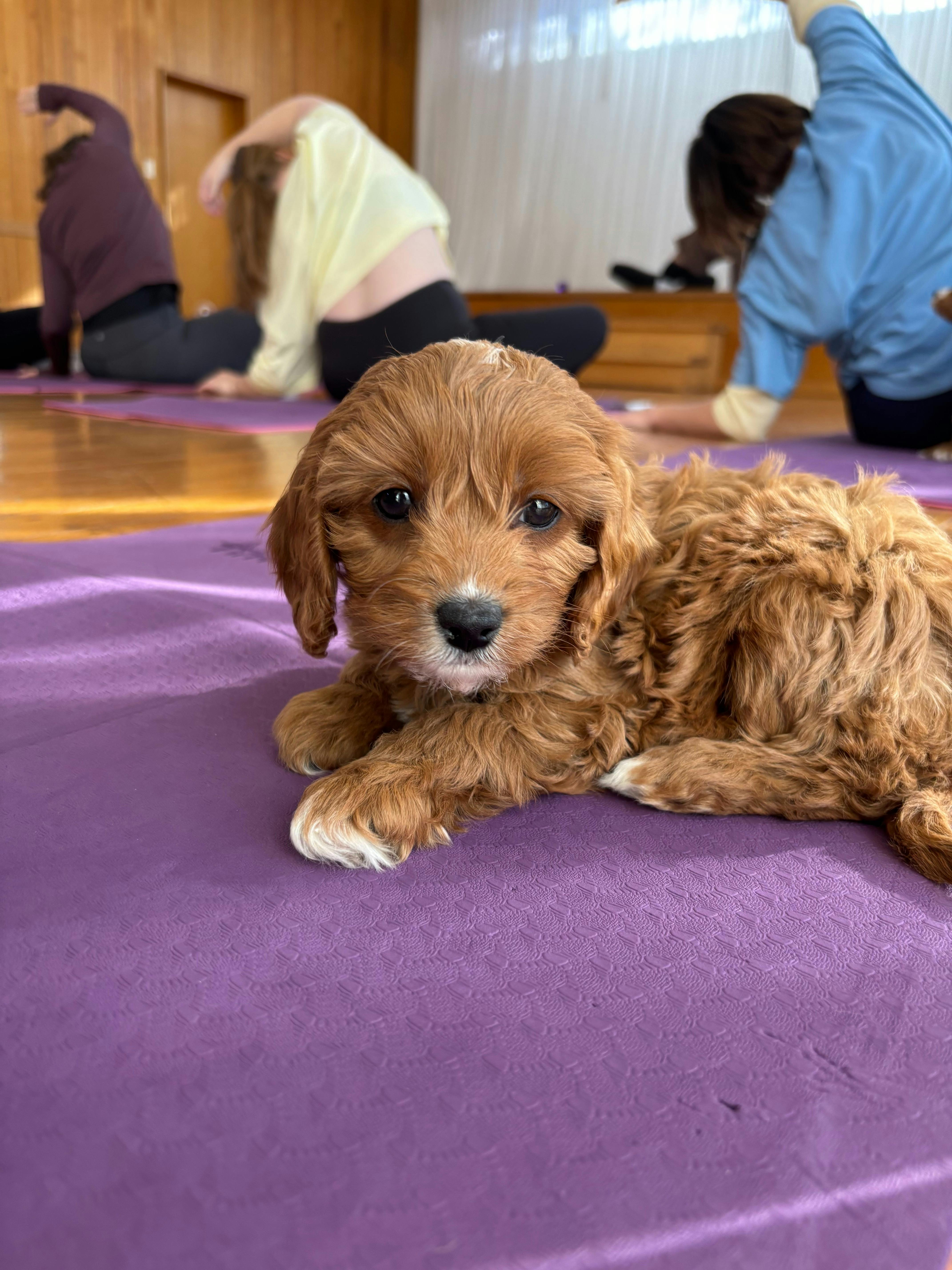 A curly brown puppy lies on a purple yoga mat, looking towards the camera.