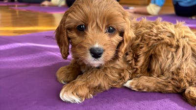 A curly brown puppy lies on a purple yoga mat, looking towards the camera.