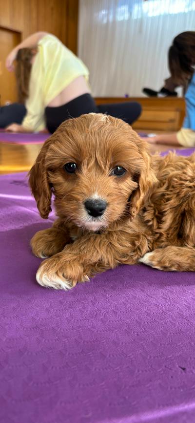 A curly brown puppy lies on a purple yoga mat, looking towards the camera.