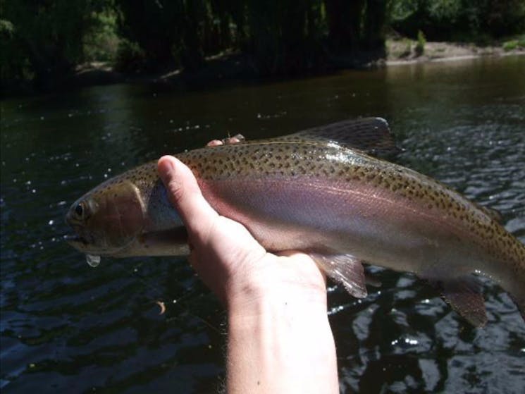 Steve Williamson's Trout Fishing Adventures NSW Holidays & Things to Do