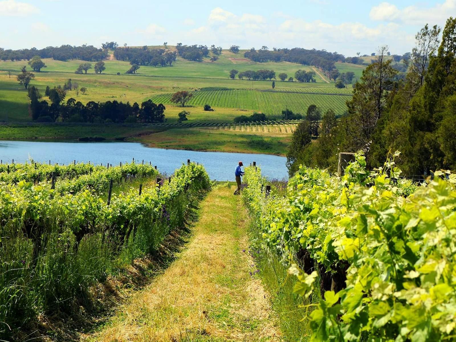 Image for Cumulus Vineyards Pop-up Cellar Door