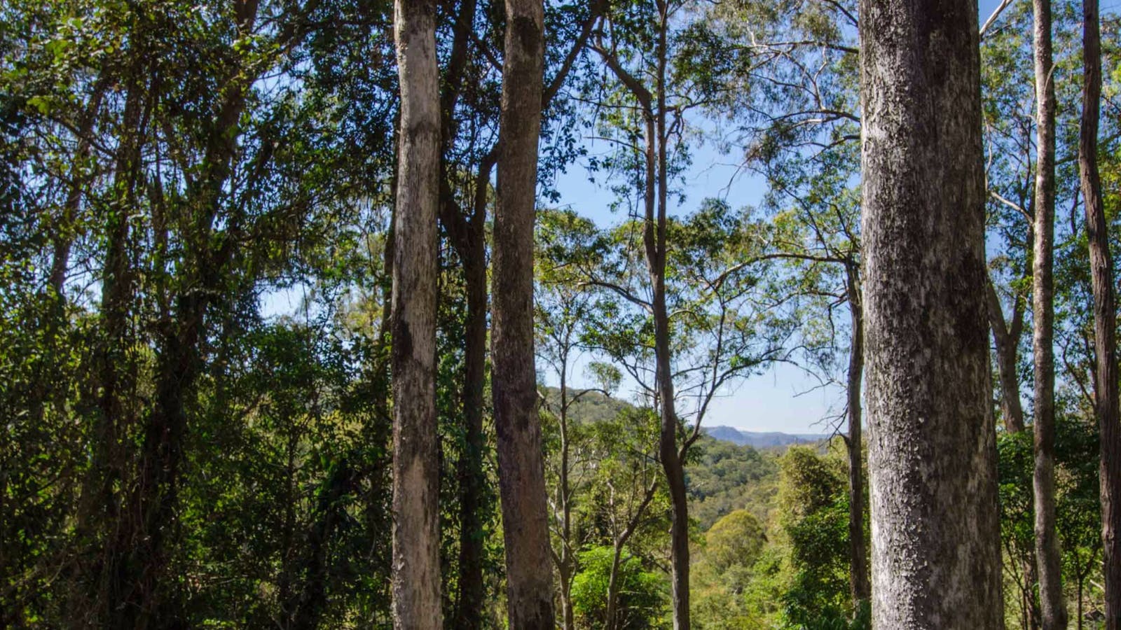 Basin Loop Track