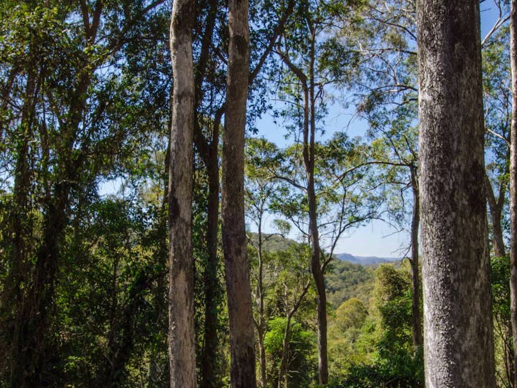 Basin Loop walking track, Copeland Tops State Conservation Area. Photo: John Spencer.