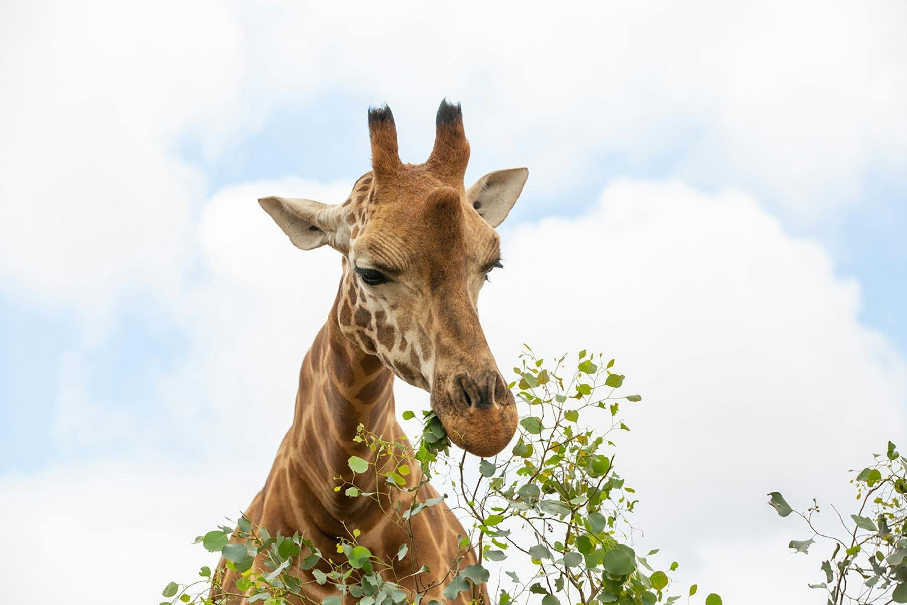 Giraffe