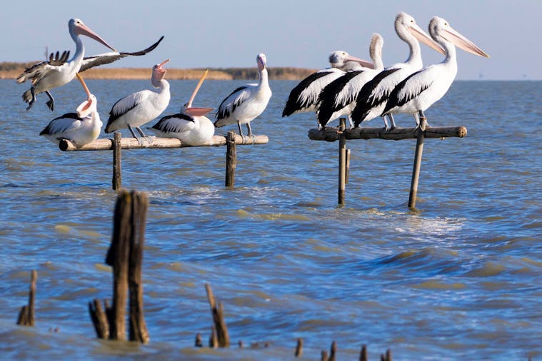 Pelican Perch Retreat