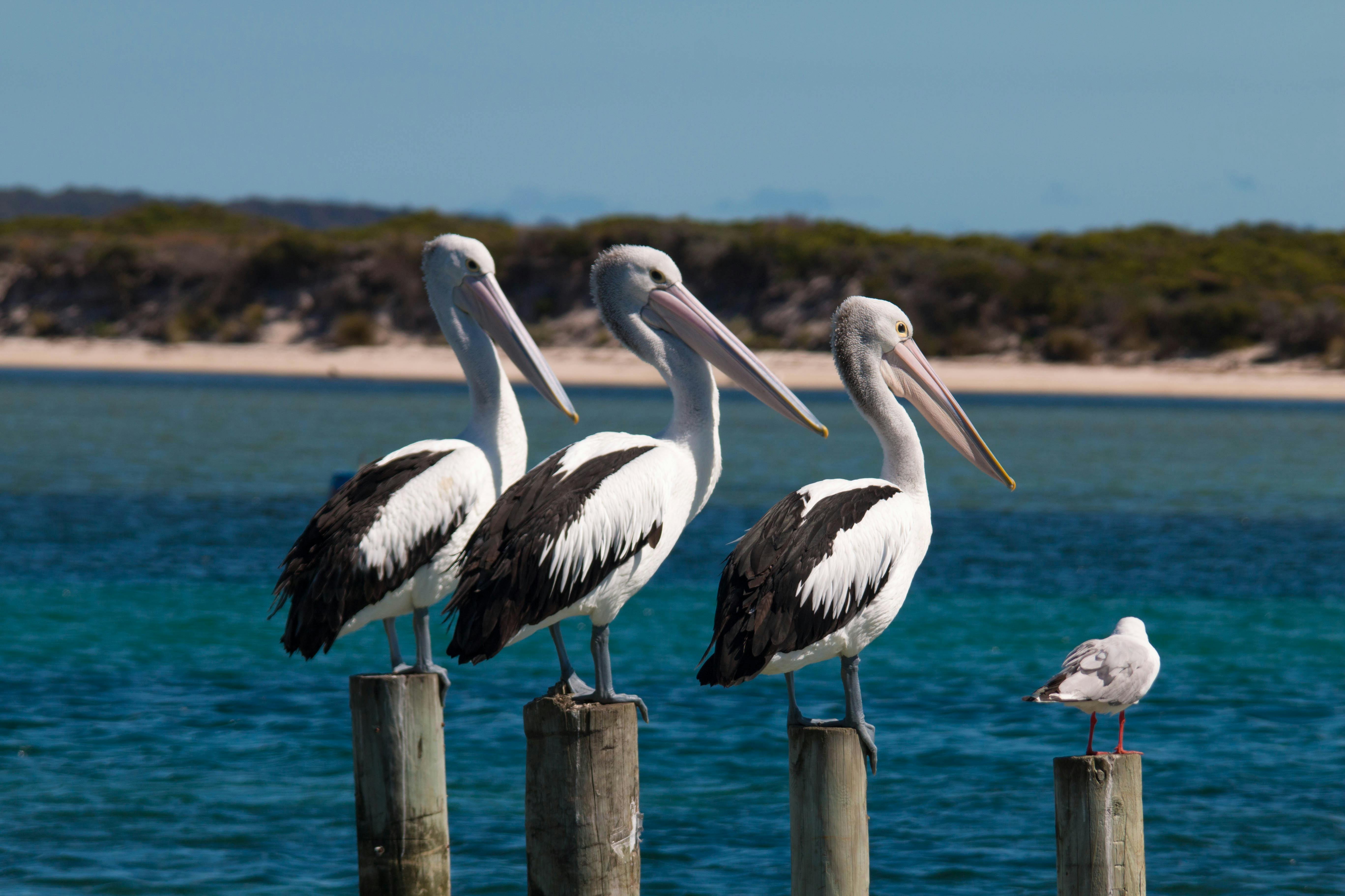 Australian Pelicans