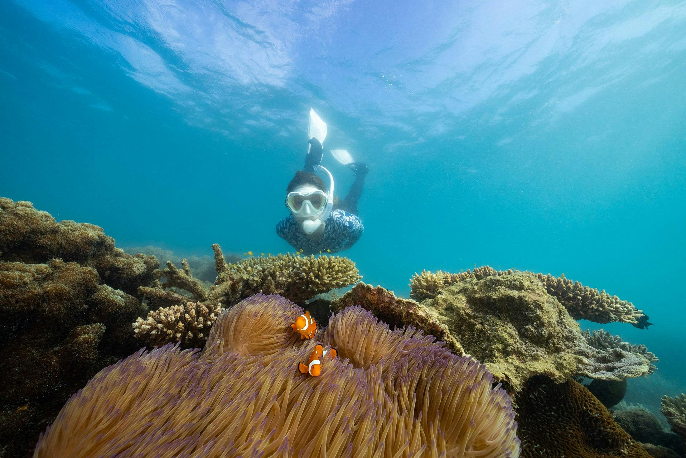 Fitzroy Island Day Tour - Snorkelling