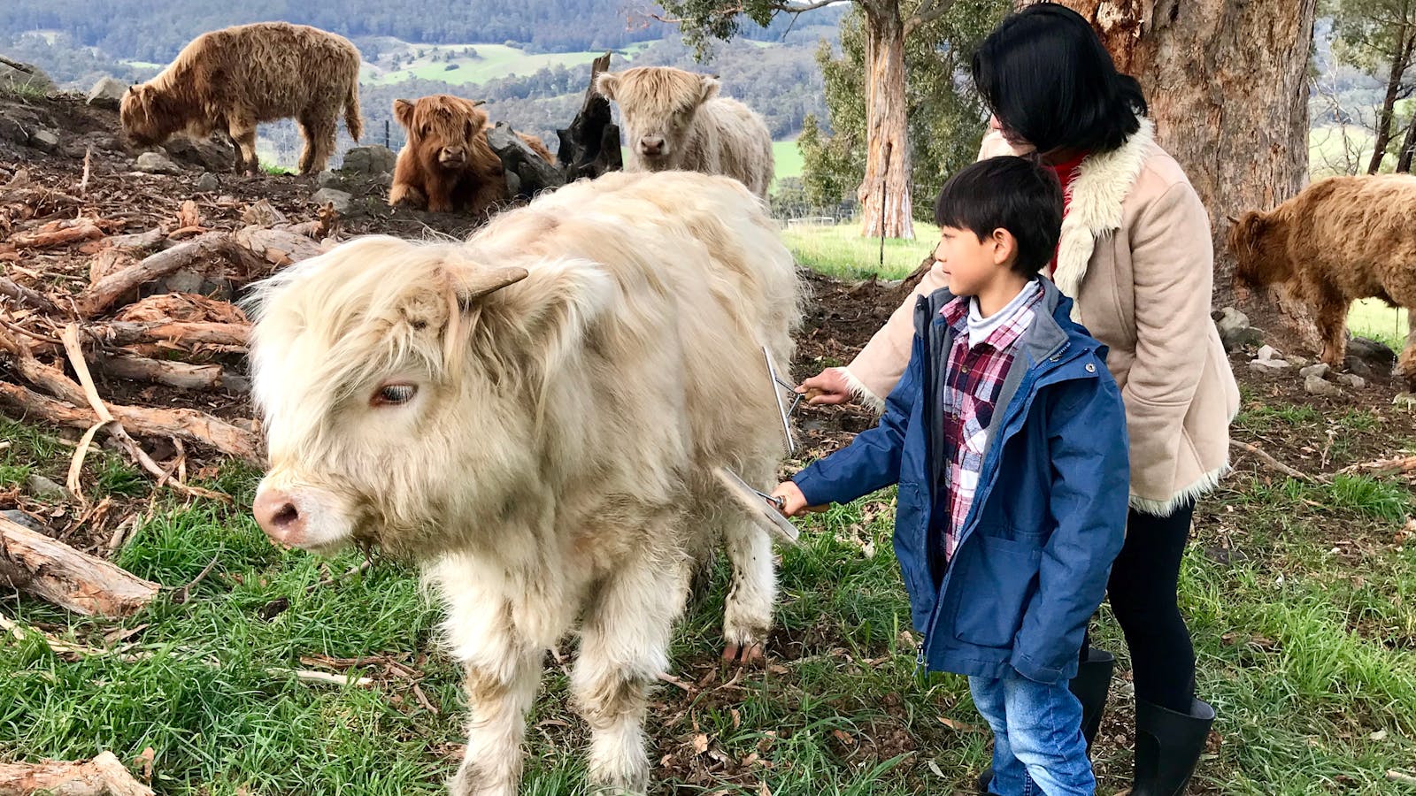 Sam loves being brushed by visitors. He's a friendly Highland calf.