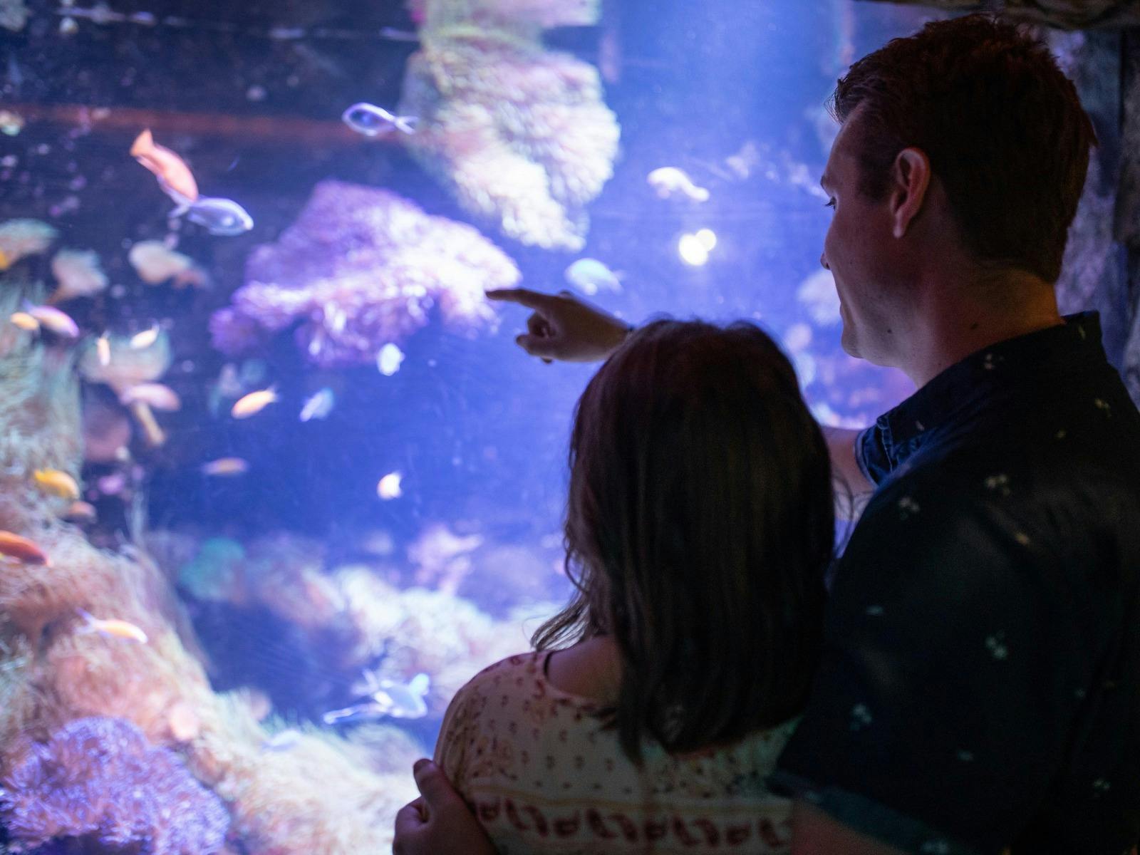 大型水族箱前的情侶剪影