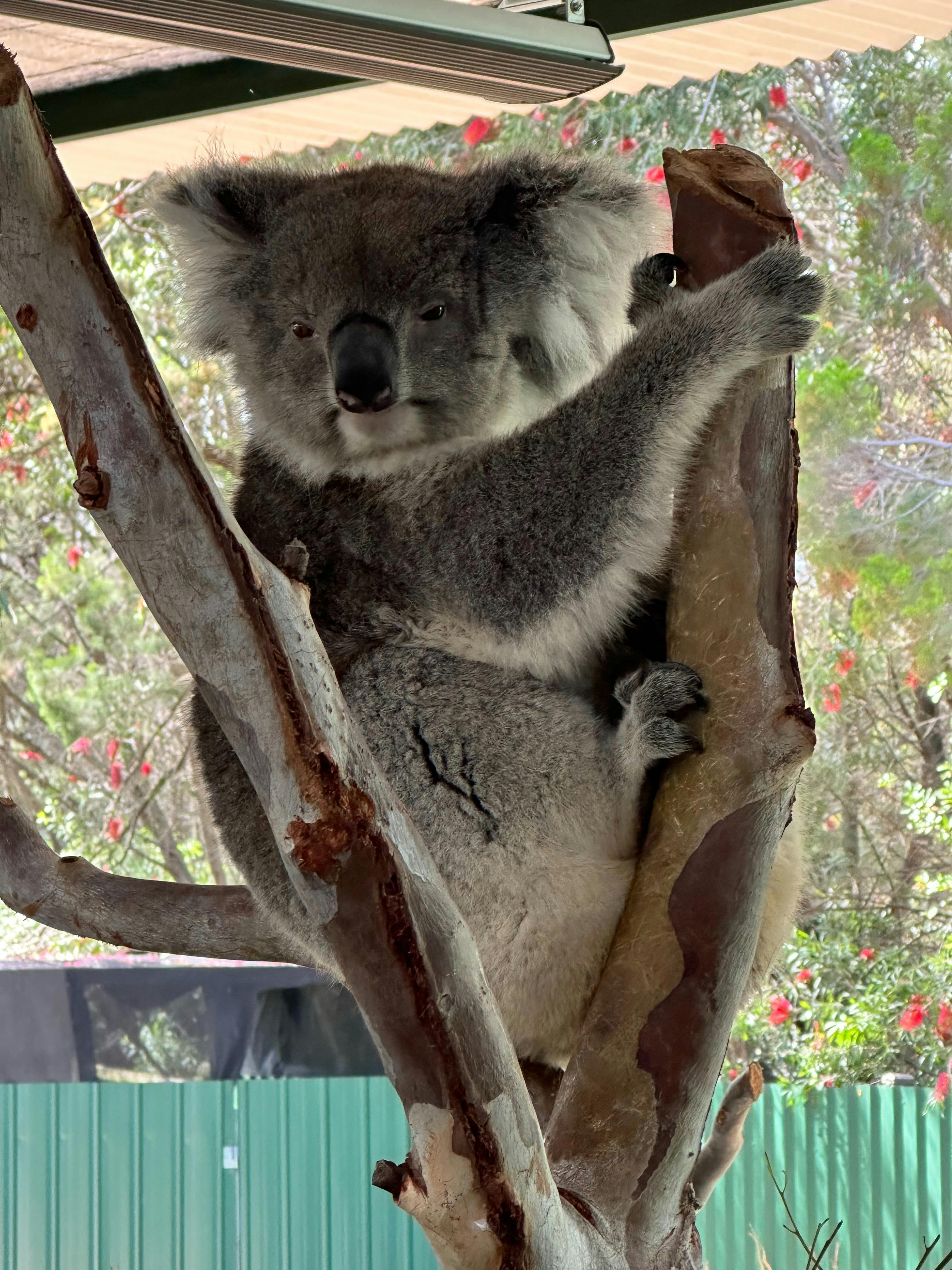 Awake Koala
