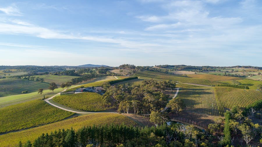 Lions Wines