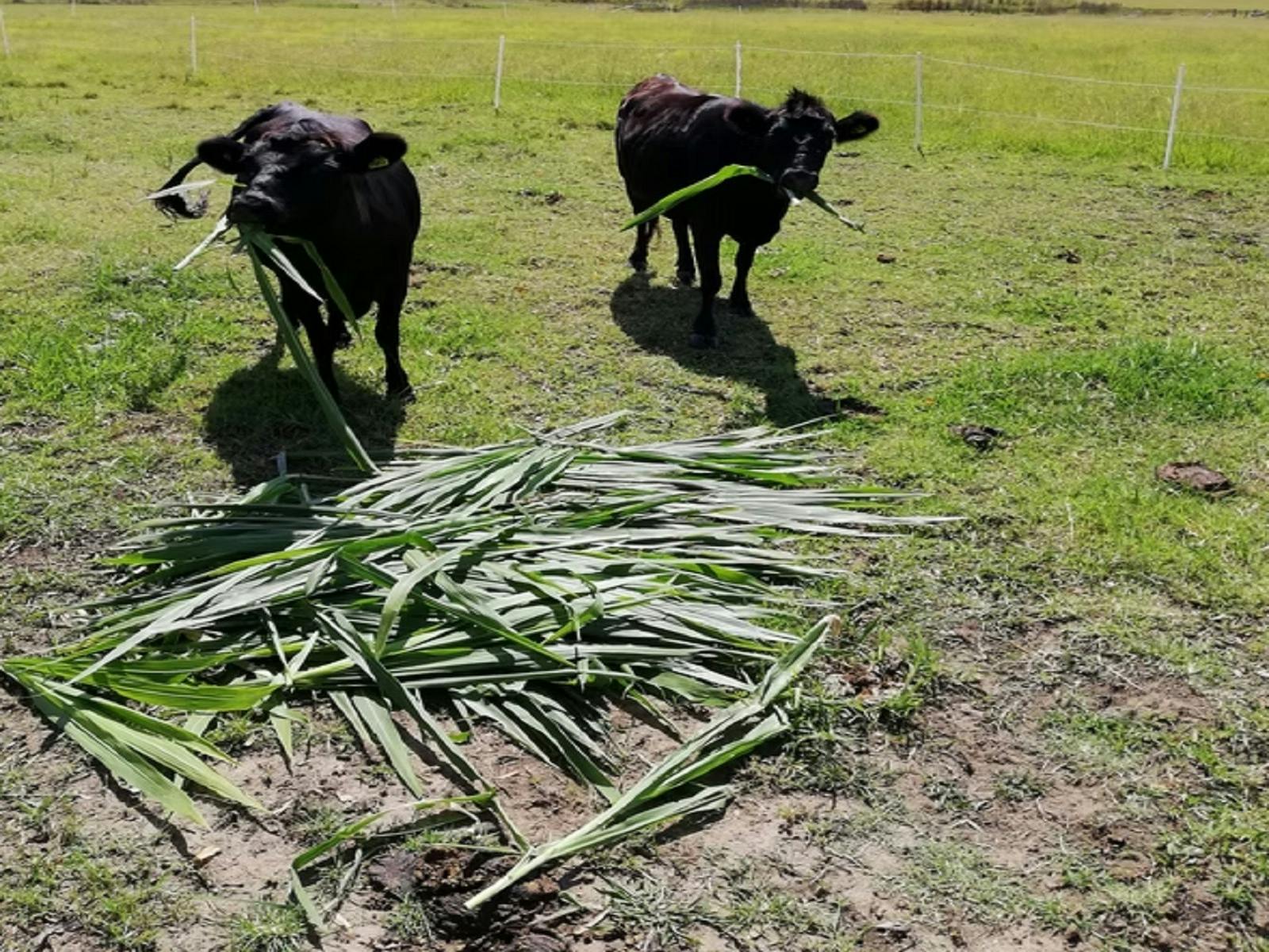 Carinya Races Carinya Downs Permaculture Farm - My Maitland