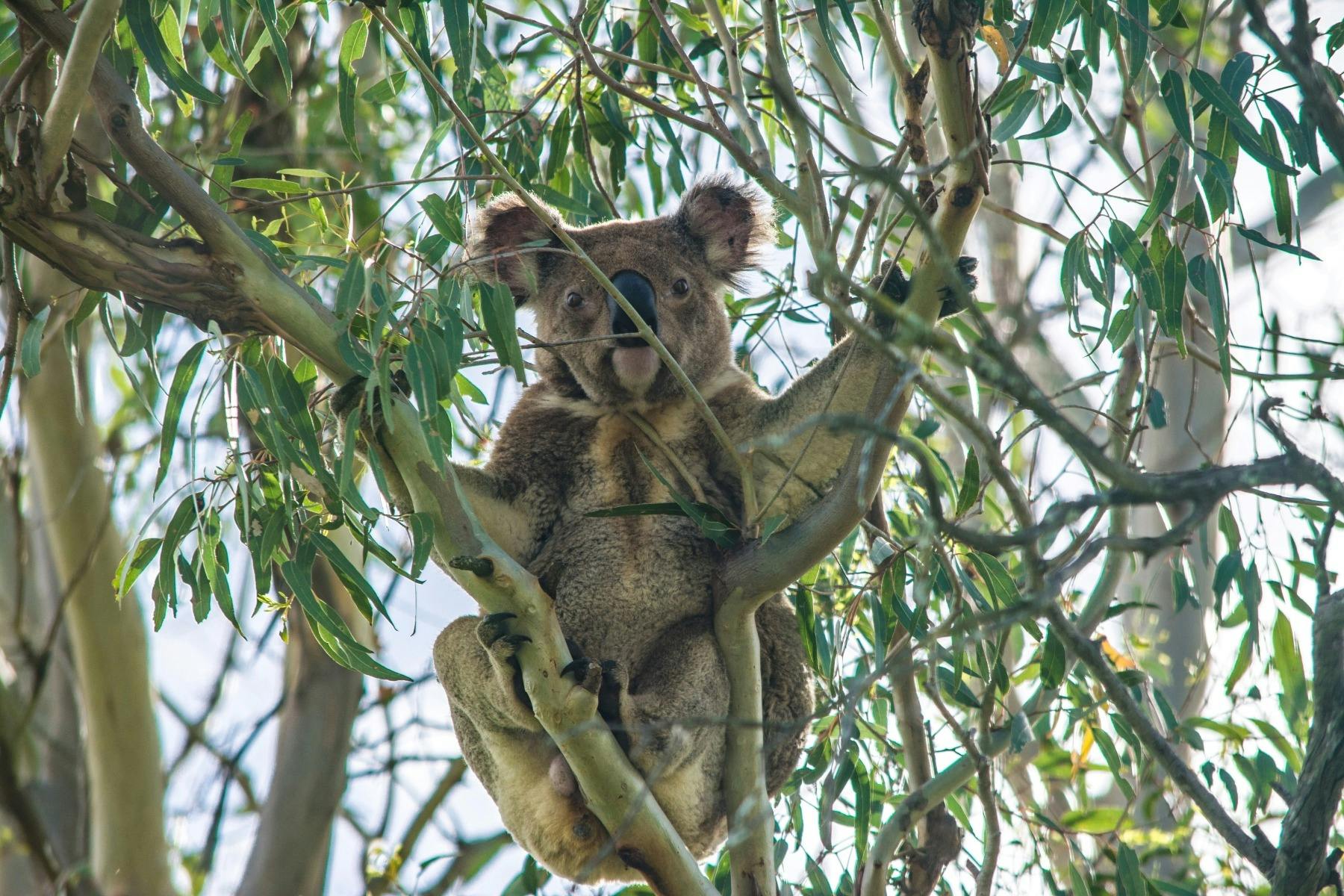 Koala and Wildlife Spotlight Walk at Purga Nature Reserve
