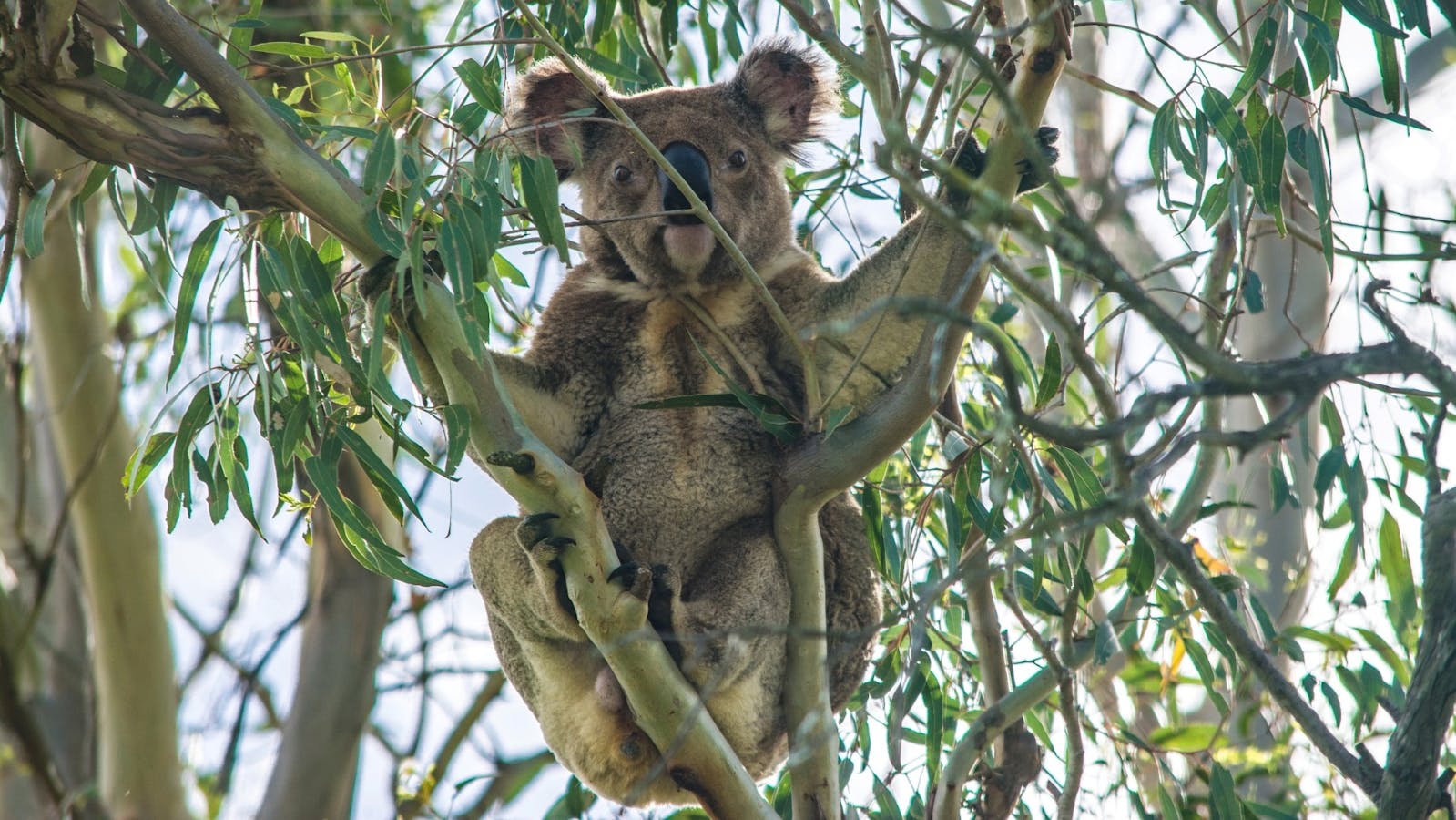 Koala in tree at Purga Nature Reserve Koala in tree at Purga Nature Reserve