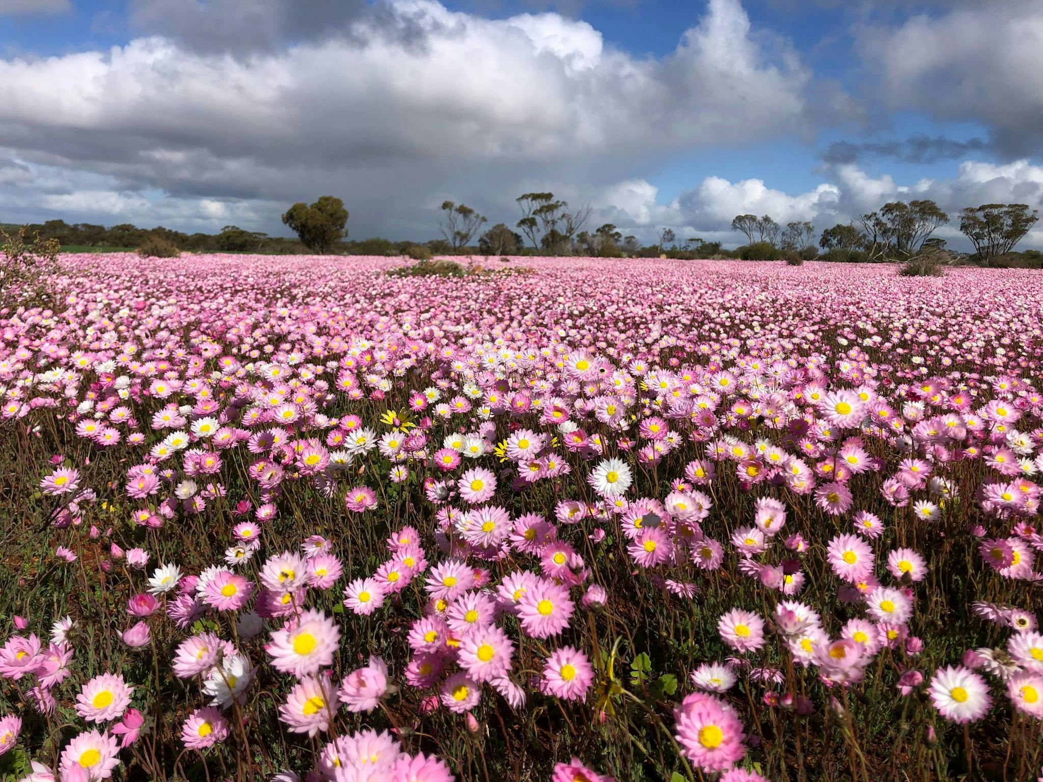 Blue sky opening up over a paddok of bright pink everlastings on a Ocean2outbacks wildflower tour