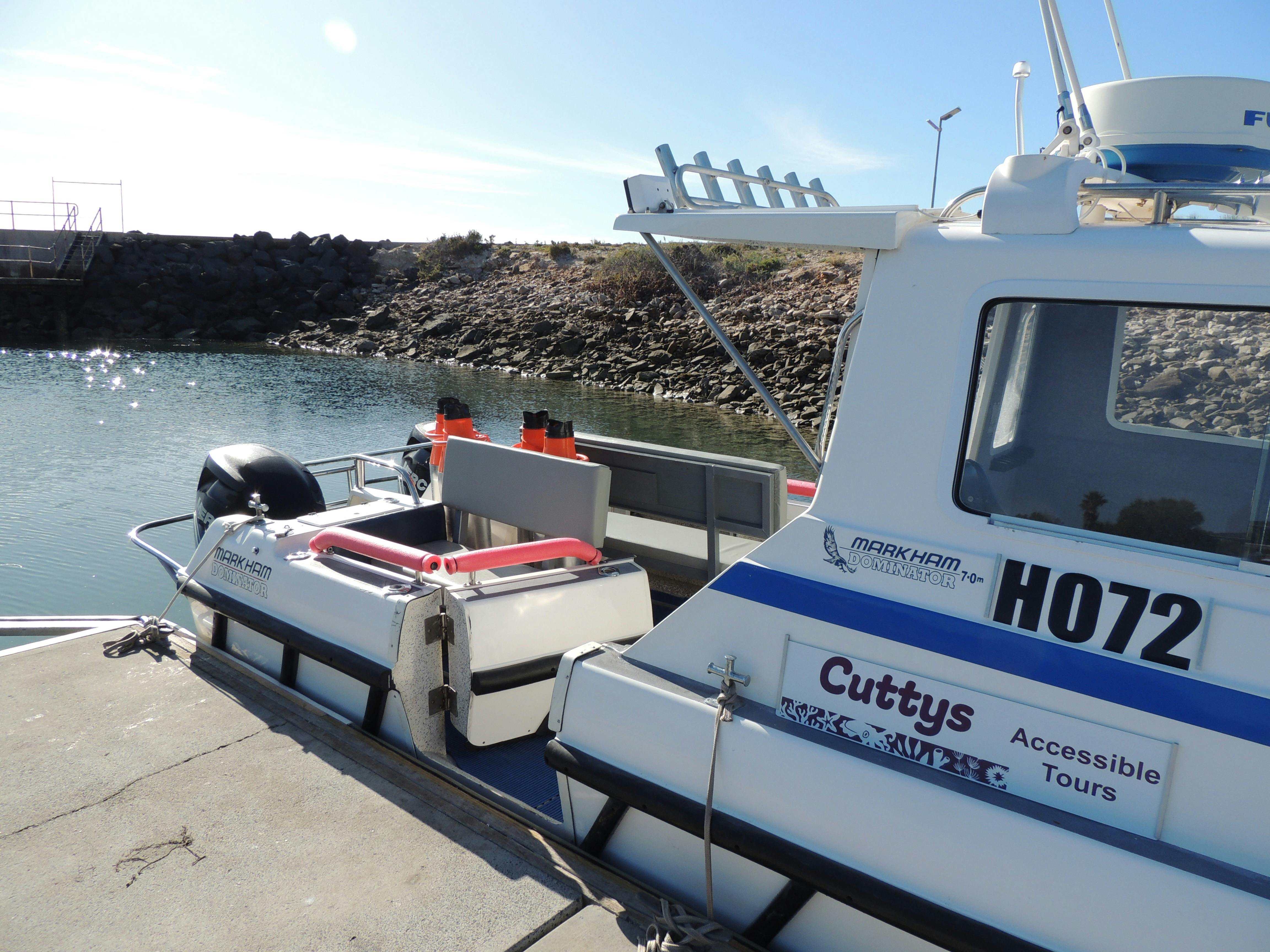 Australian Giant Cuttlefish, Whyalla Cuttys Accessible Tours