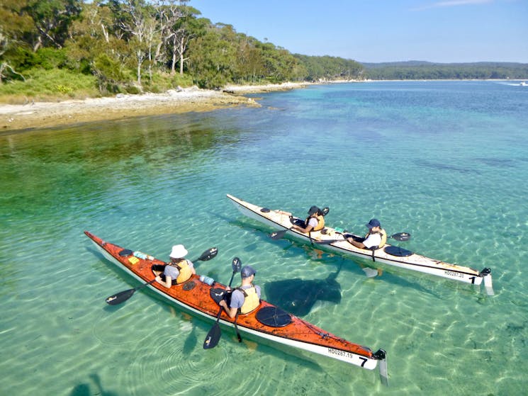 Sting ray, wildlife tour, kayaking with wildlife, jervis bay kayaking