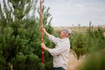 Man using a marked pole to measure the height of the Christmas tree