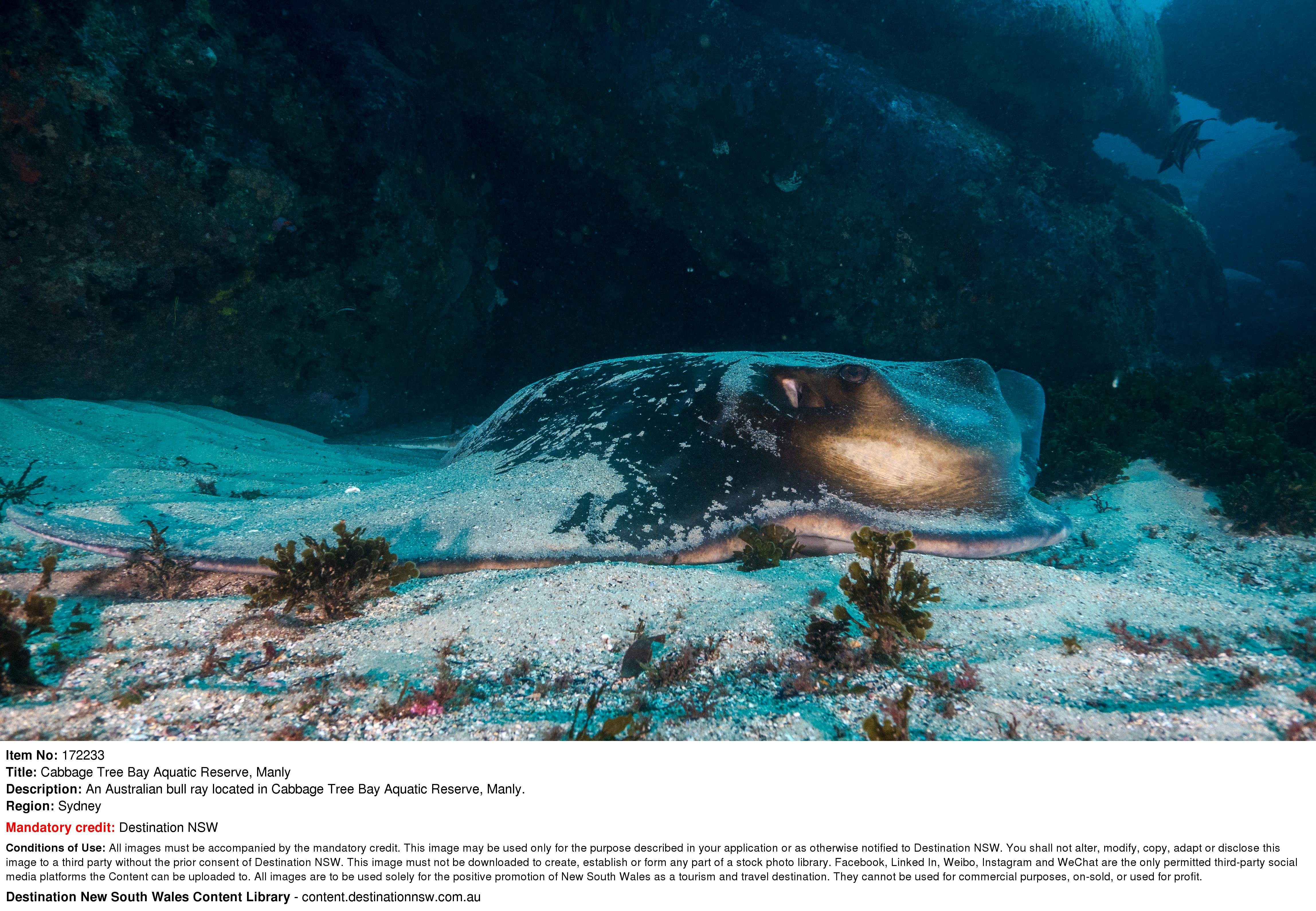 Snorkeling Cabbage Tree Bay, Eagle Ray