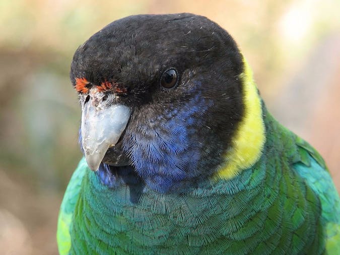 Southern Ocean Wildlife Adventure