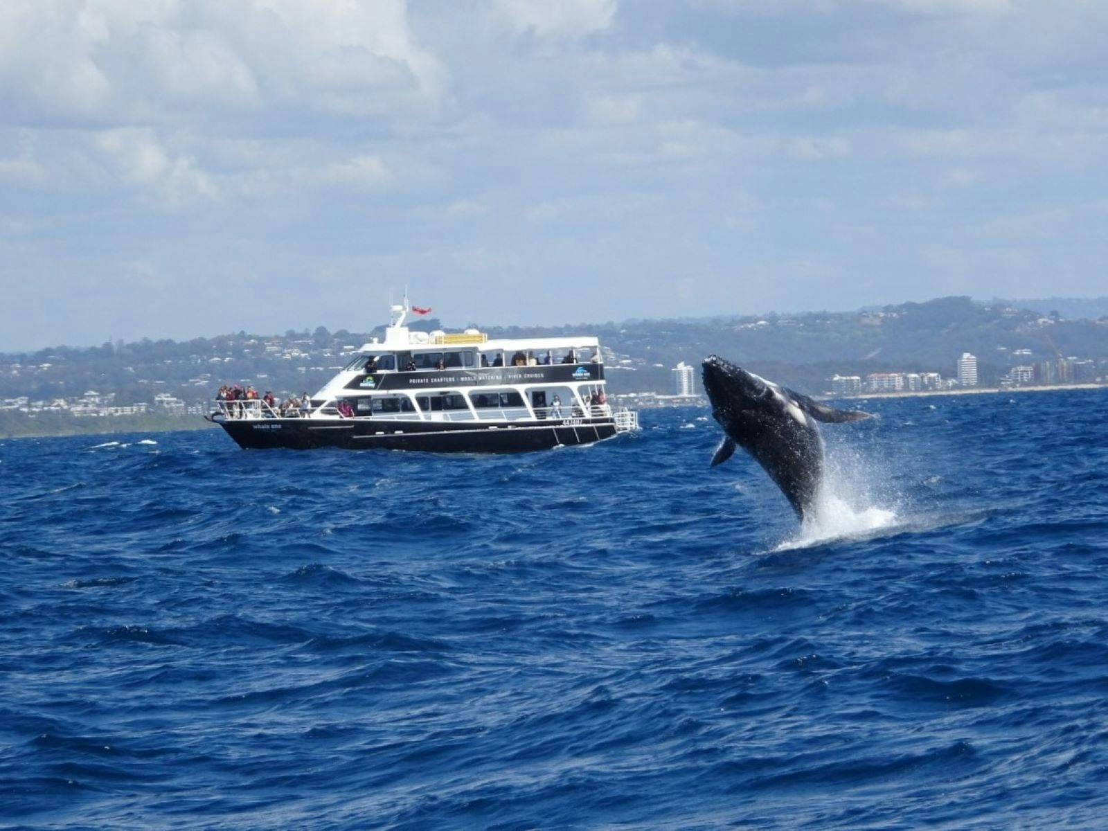 Whale Breaching with Whale One in the background.