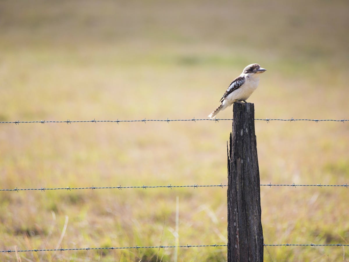 Kookaburra sitting on a fence