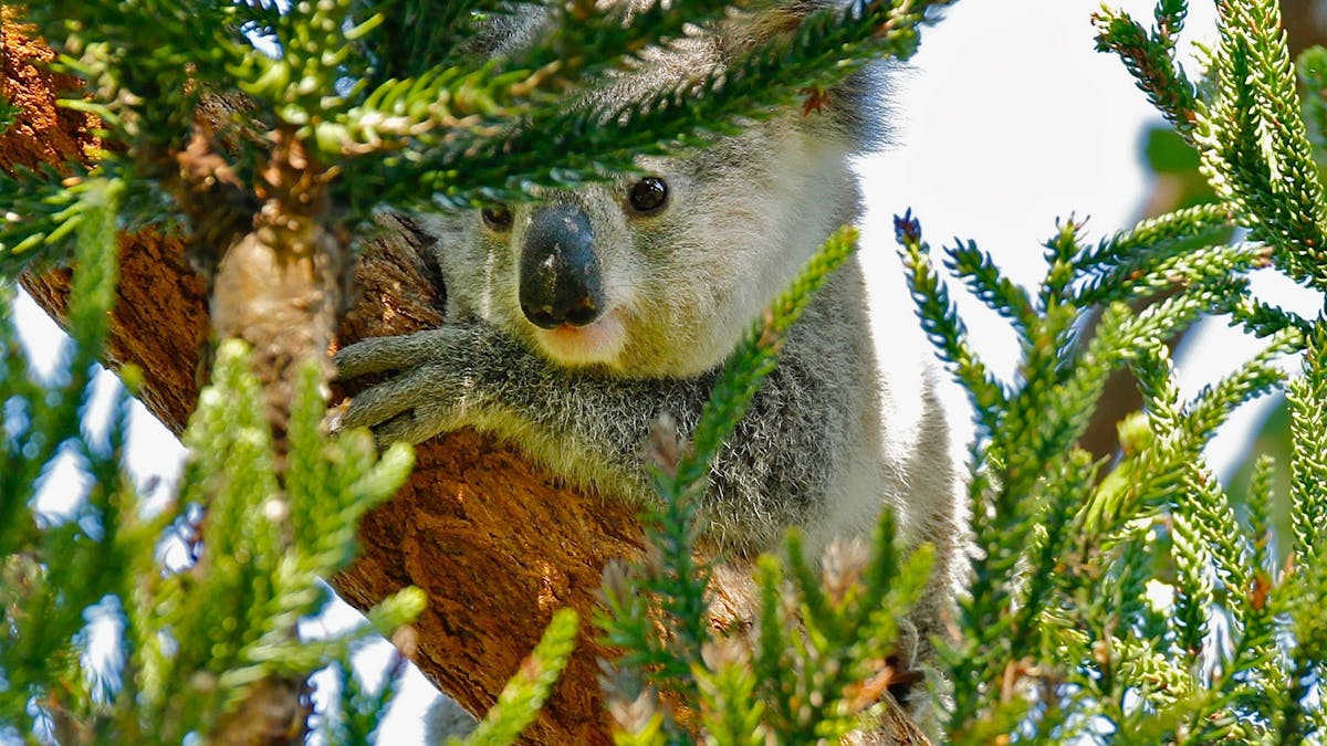 Koala in tree