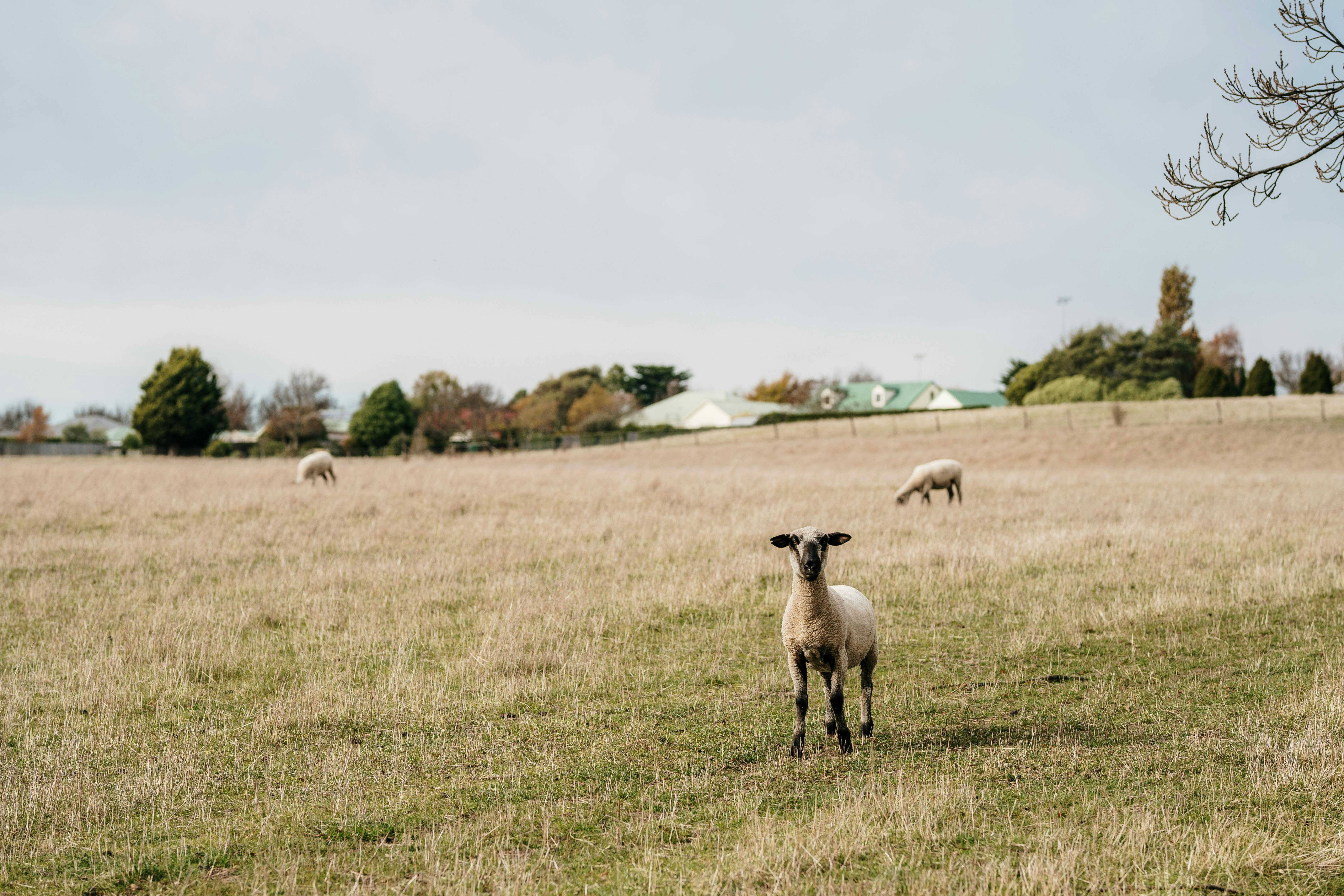 Farmland near Evandale