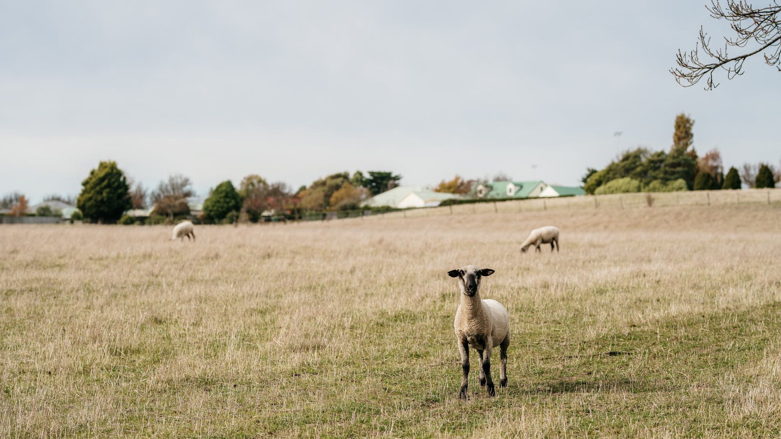 Farmland near Evandale