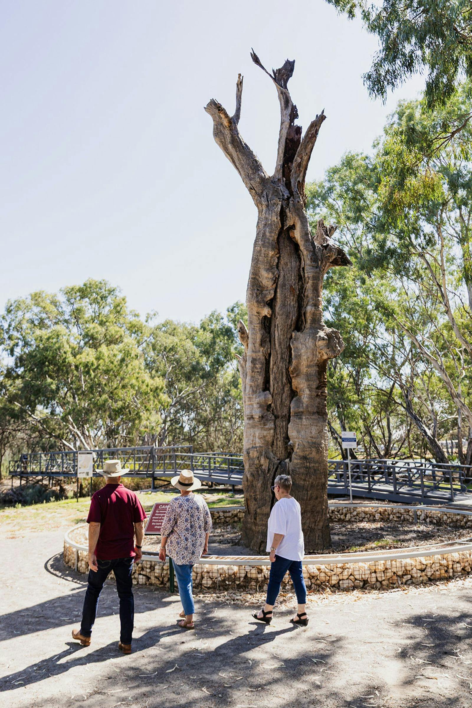 Junction Island Nature Reserve, Canoe Tree and Walking Track