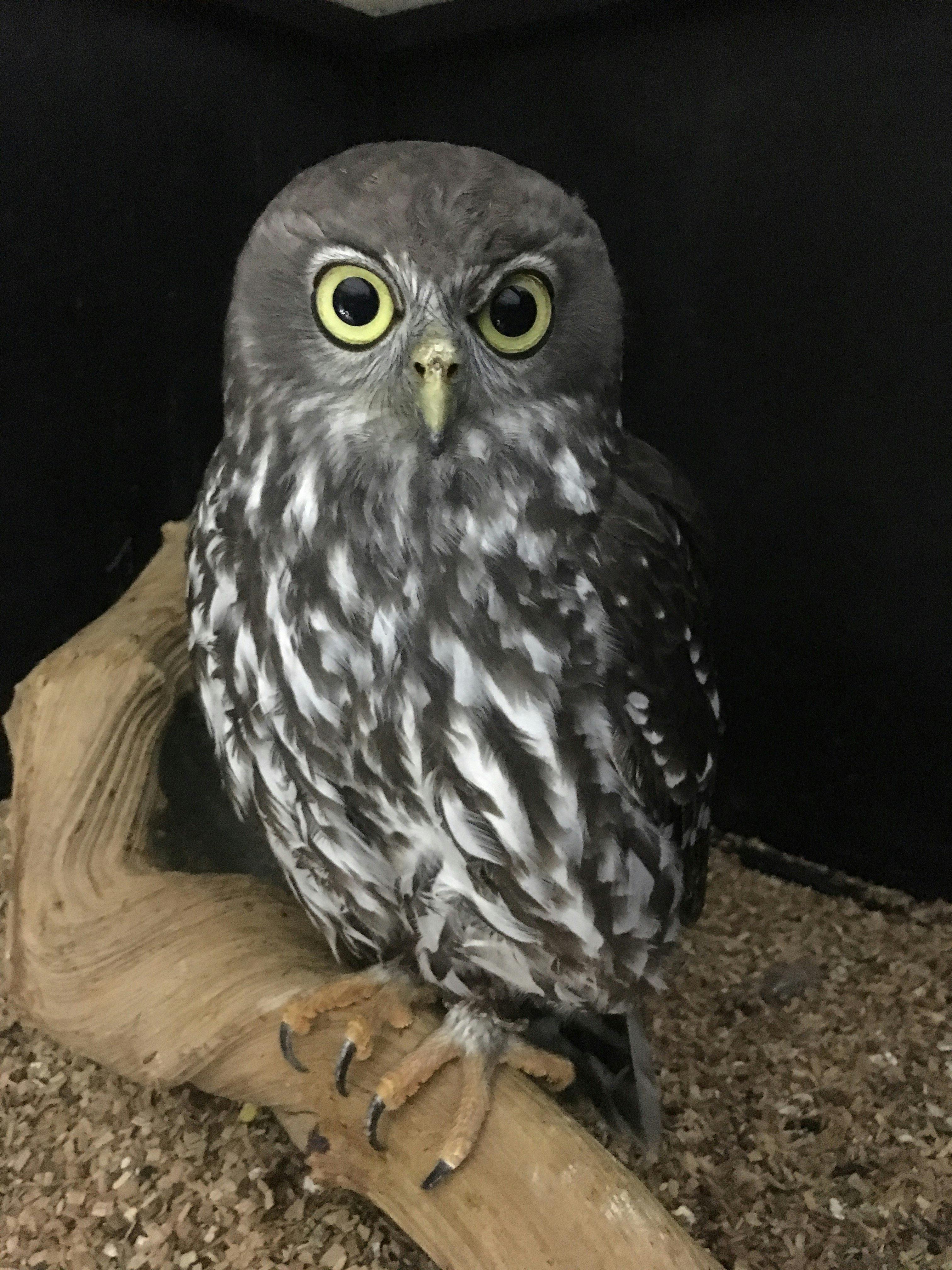 Our barking owl is often on display