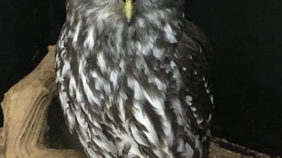 Our barking owl is often on display