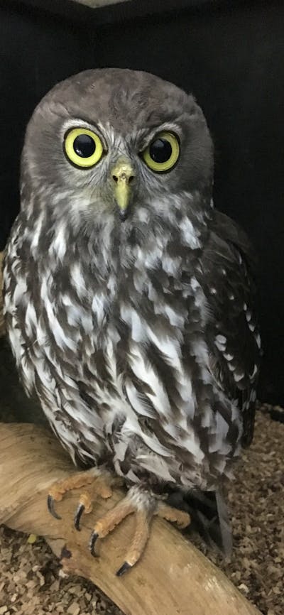 Our barking owl is often on display