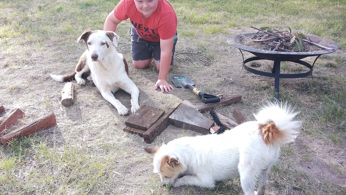 Dog and pet friendly