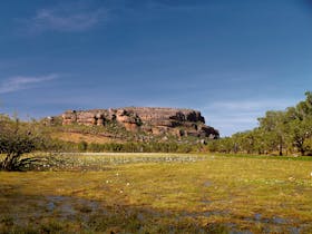 Kakadu
