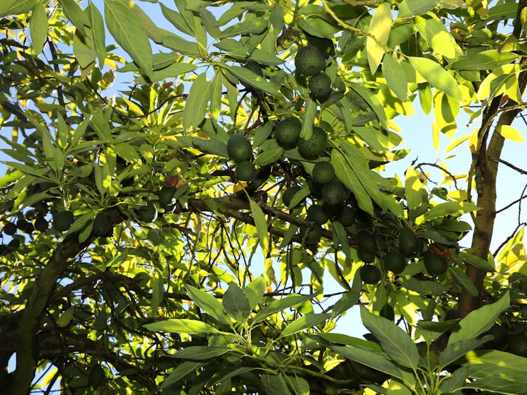 Avocados hanging from the tree