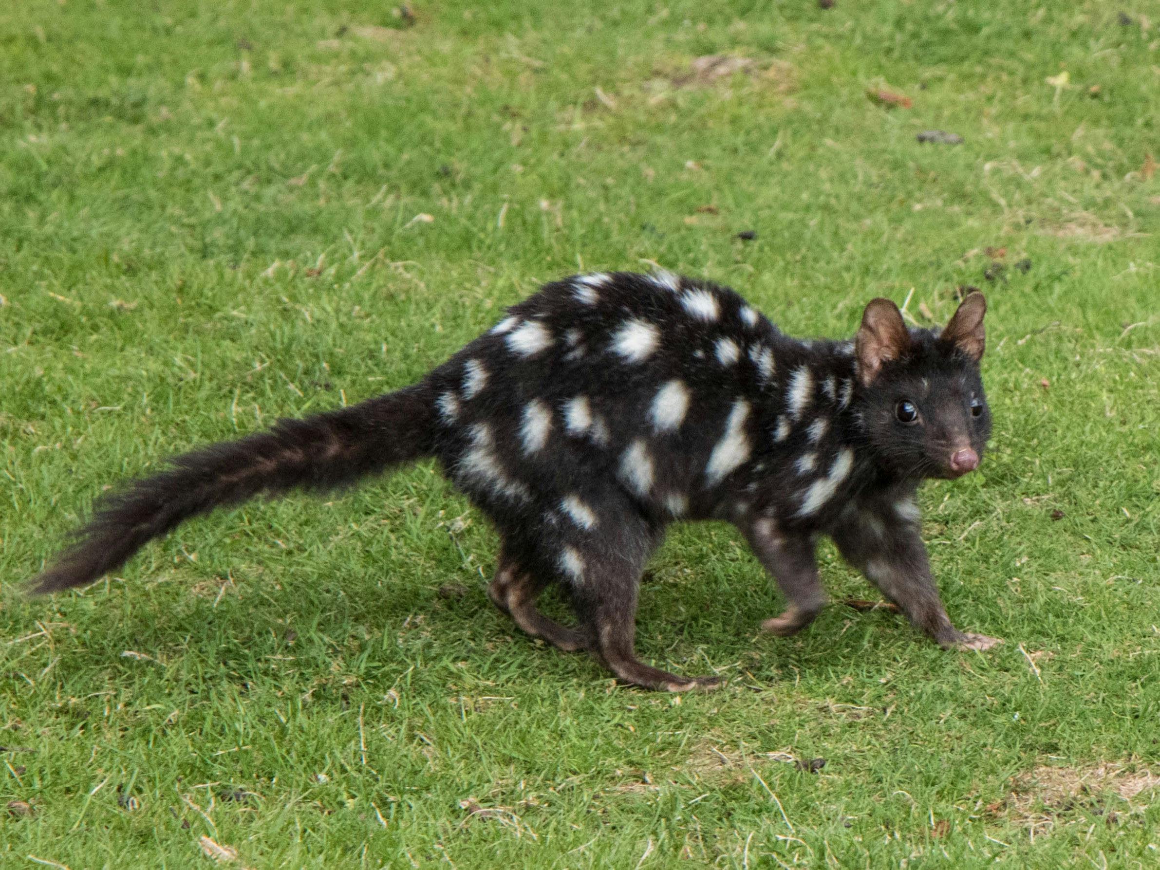 black eastern quoll