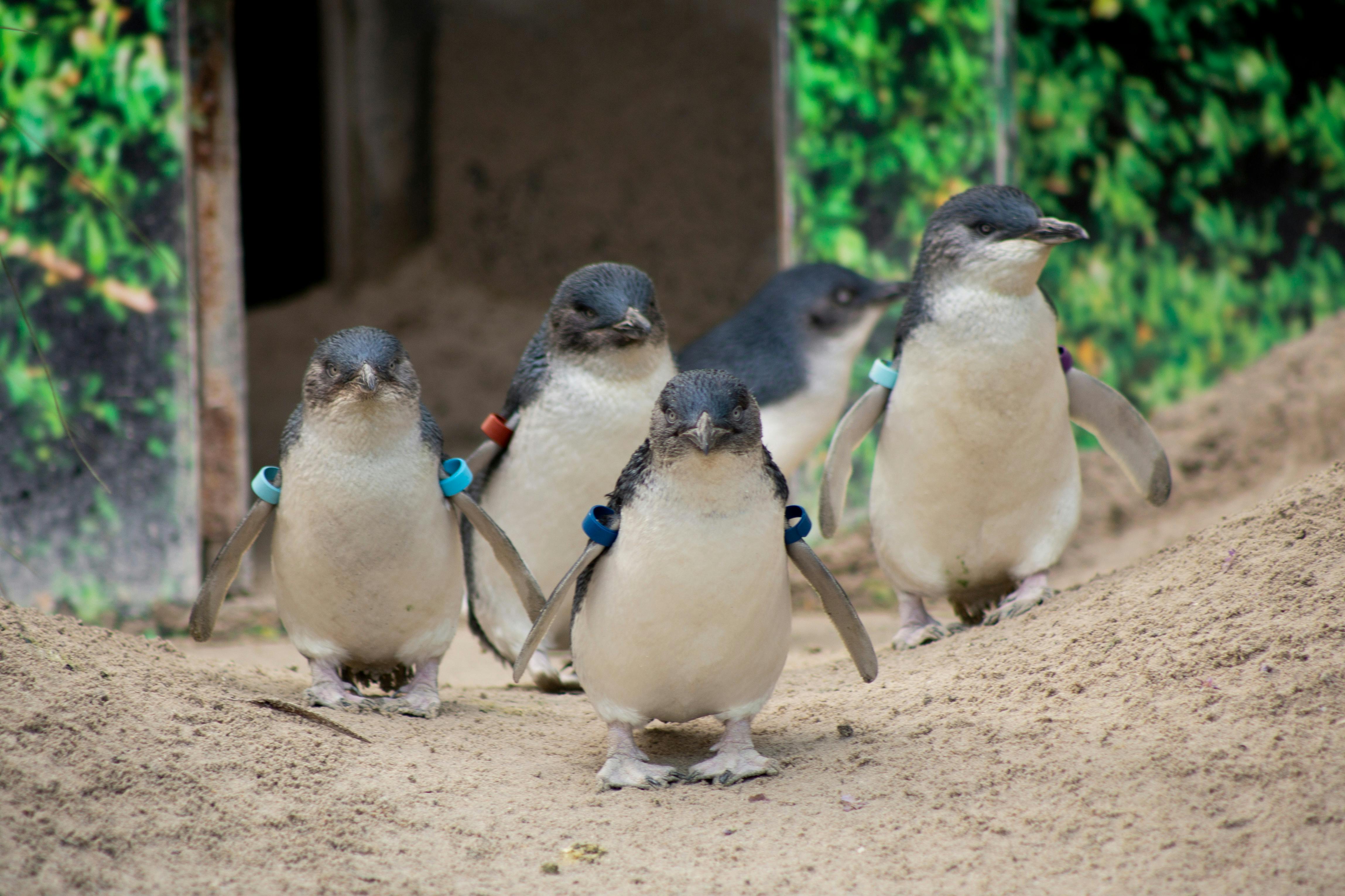 5 little penguins