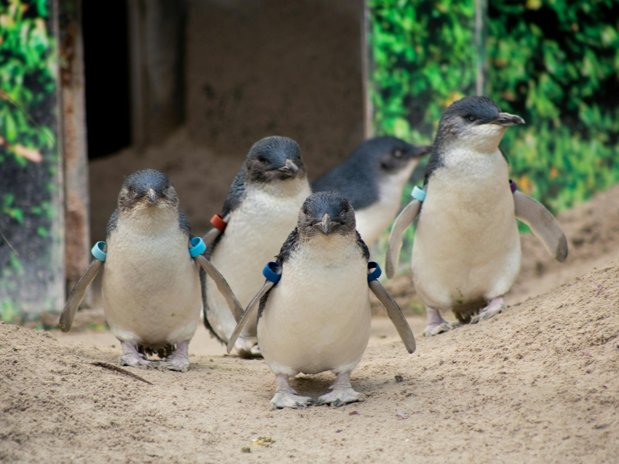 5 little penguins
