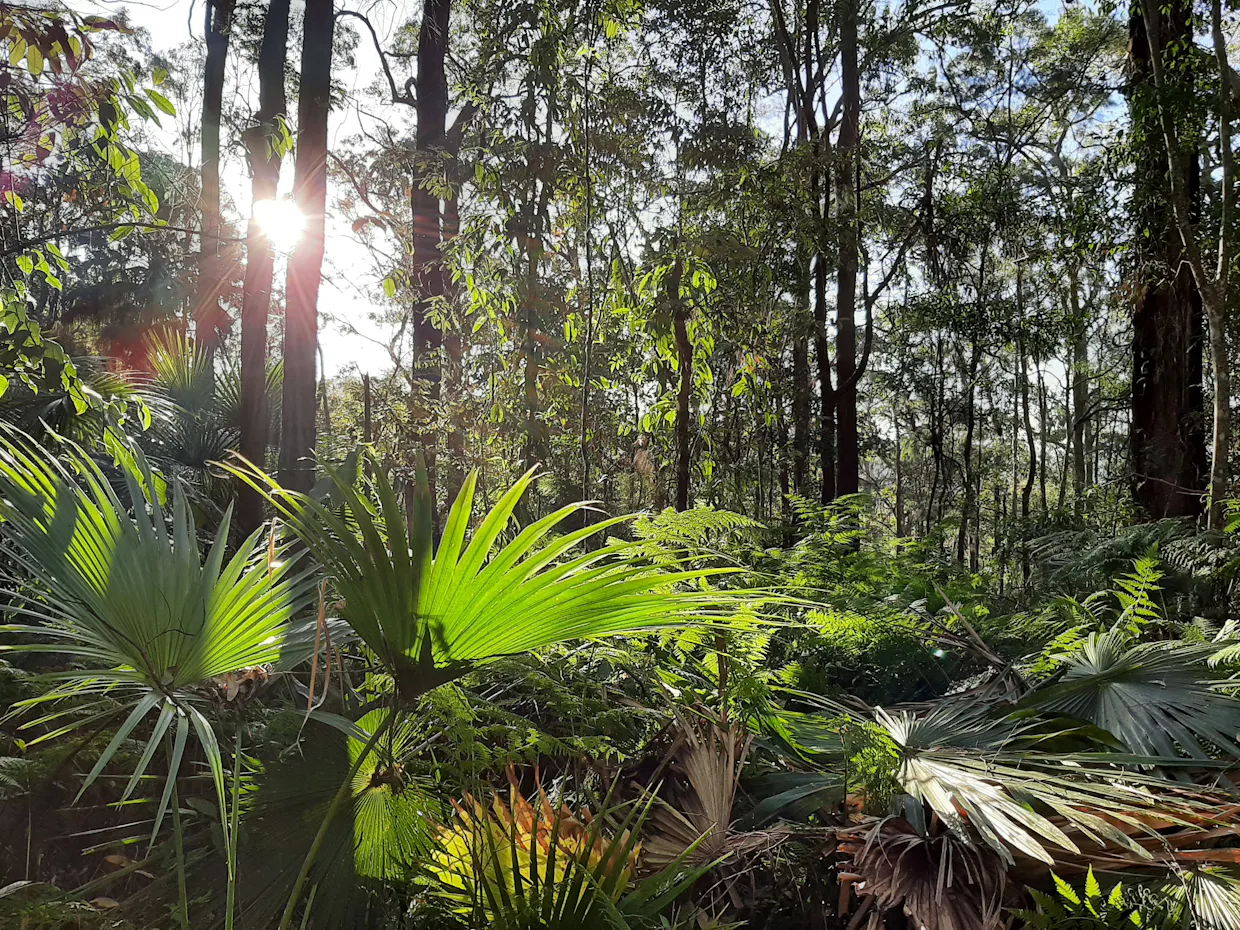 Forest Therapy at Foote Sanctuary