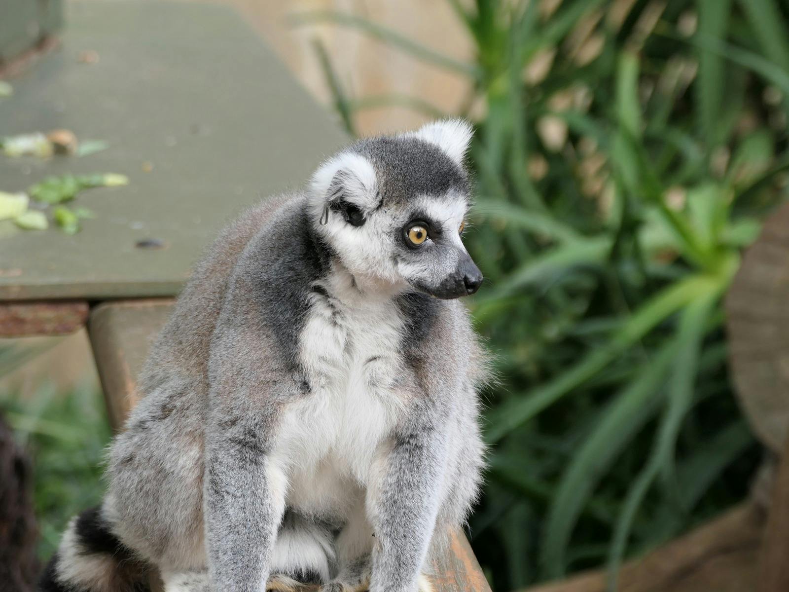 Lemur Encounter