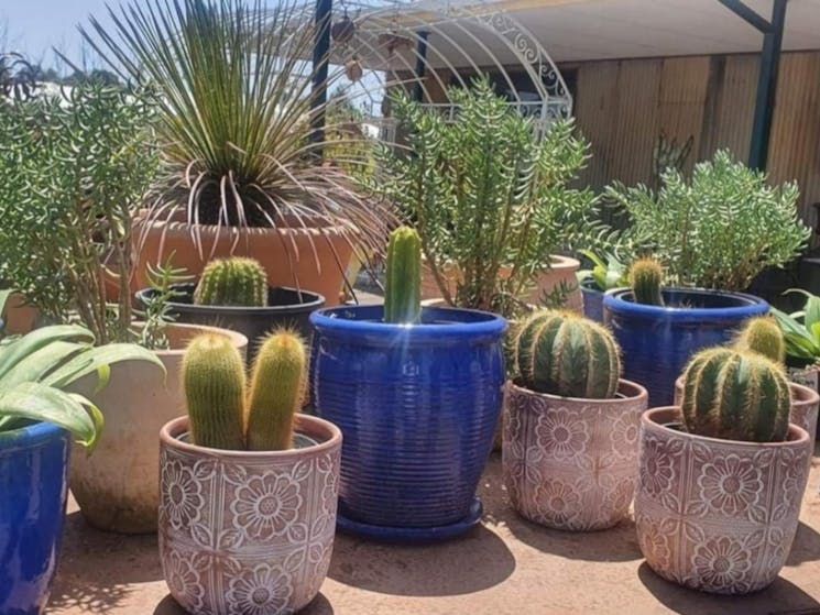 Cacti In Pots