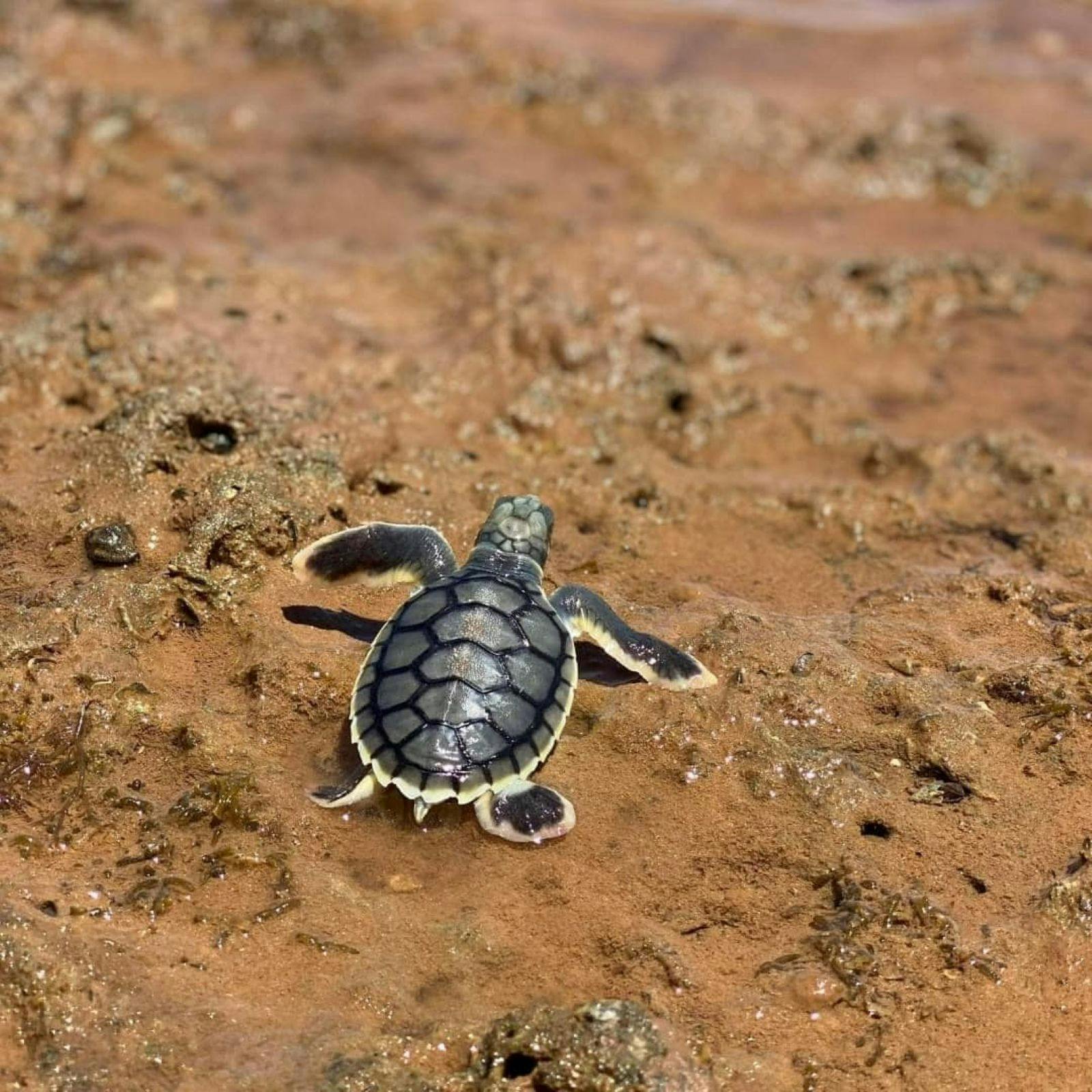 Flatback Turtle Nesting and Hatching Port Hedland